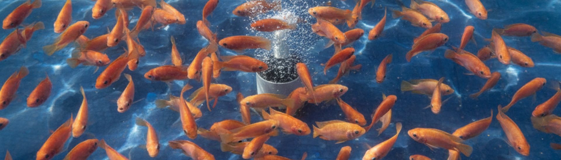 Alevines - Mojarra roja Alevines de mojarra dorada nadando en un estanque con burbujas de aire