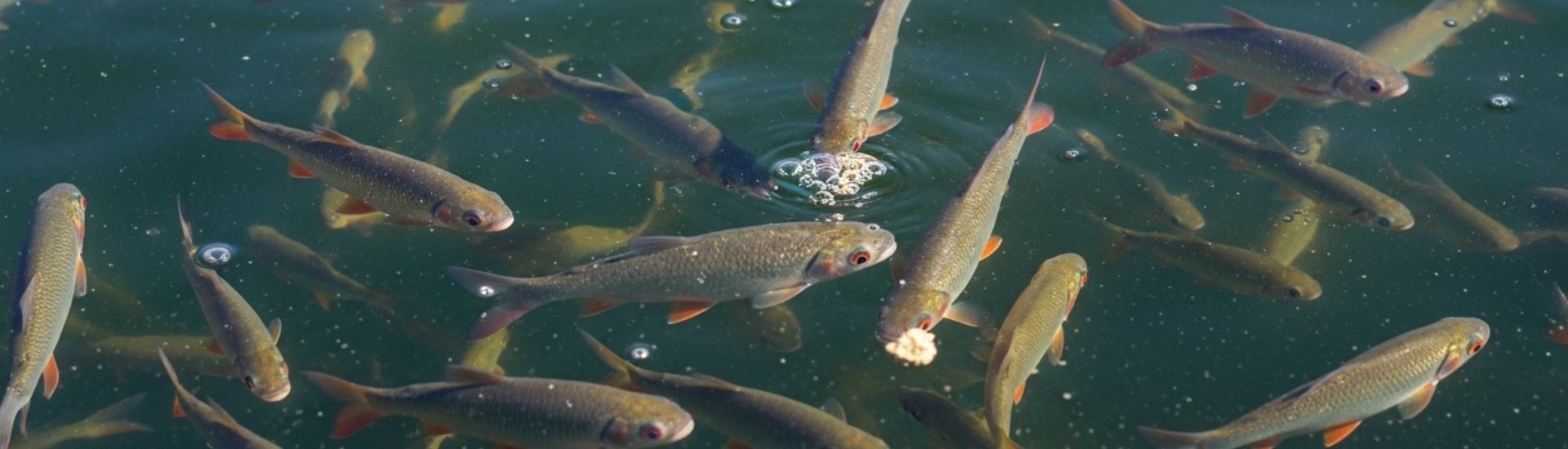 Bocachico Alevinos Cria de mojarras y cachamas en un estanque alimentándose cerca de la superficie del agua