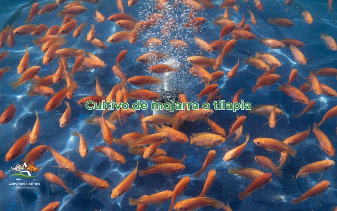 Sembrar alevinos en tu finca: Cómo lograr un cultivo exitoso