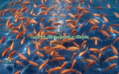 Sembrar alevinos en tu finca: Cómo lograr un cultivo exitoso