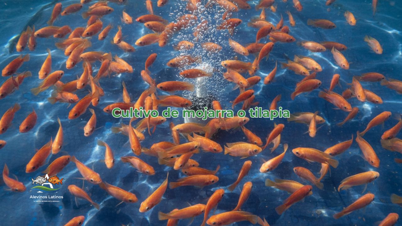 Cultivo de mojarra Cultivo de mojarra roja y tilapia en estanque — Alevinos Latinos