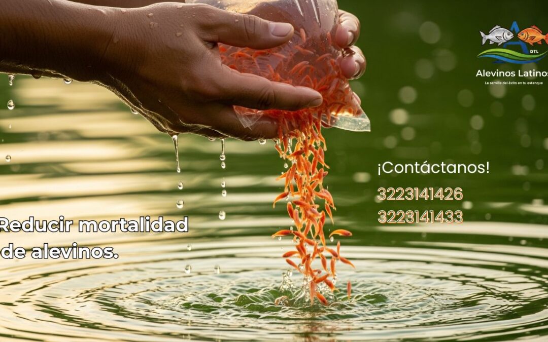 Reducir mortalidad de alevinos: Guía de los 30 días